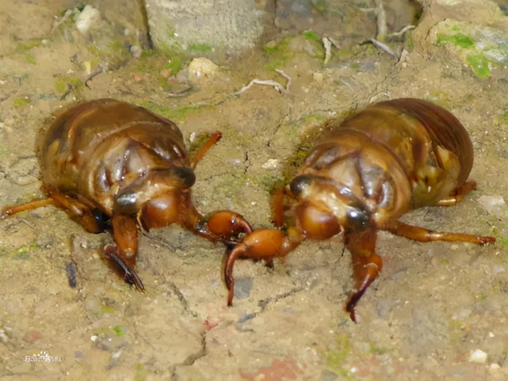 油炸金蝉去头吗,油炸金蝉炸几分钟