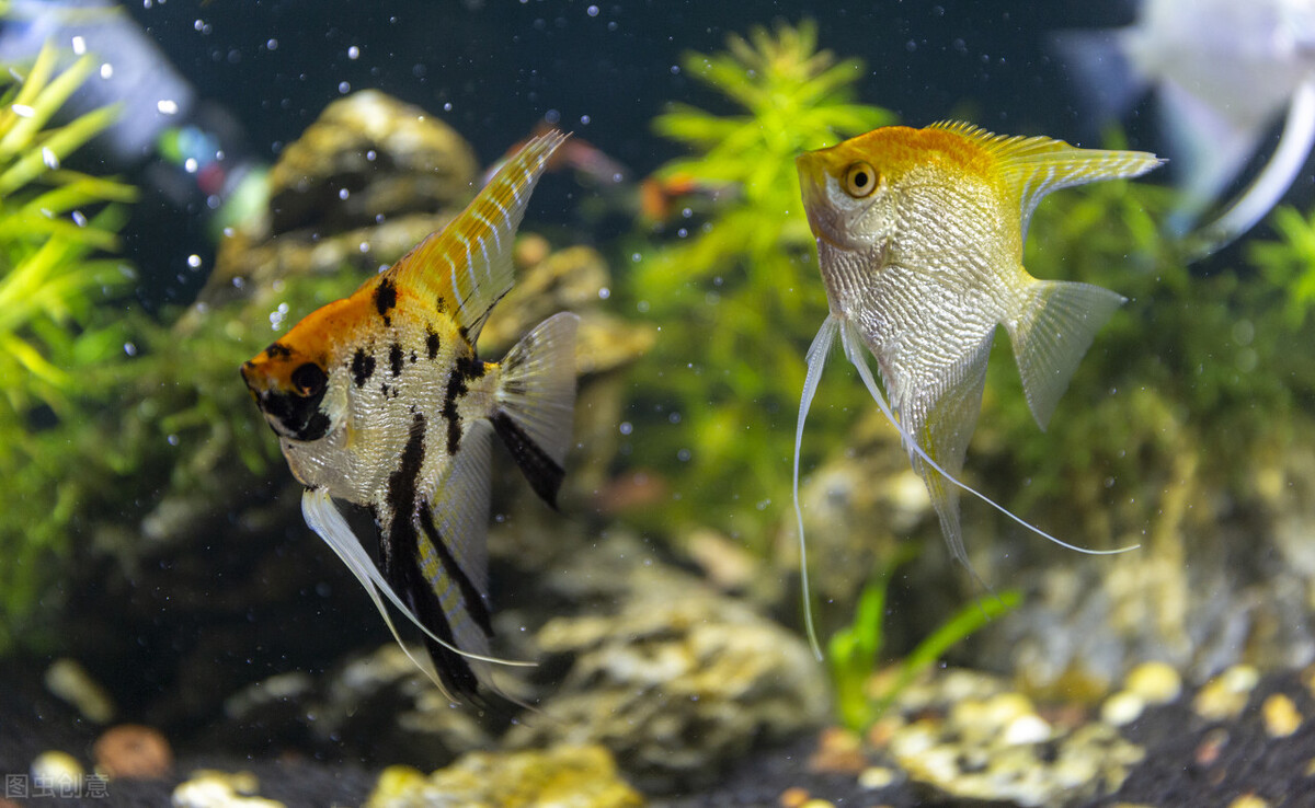 观赏鱼常见鱼病图片与防治,观赏鱼疾病分为哪几类怎么治疗