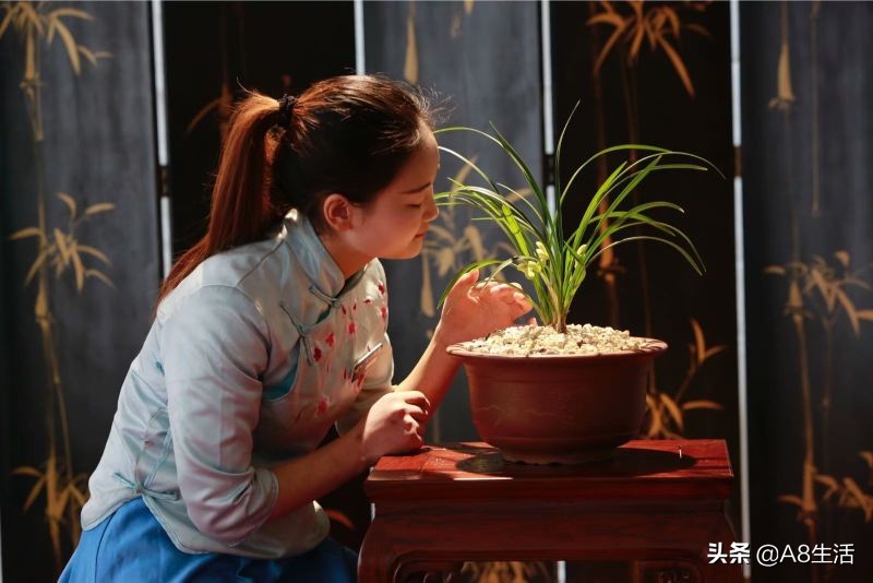 每日一品栏目,每日一品七律