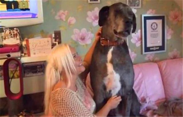 世界上最大的狗身高排名,世界上最大的狗但是一点也不凶猛