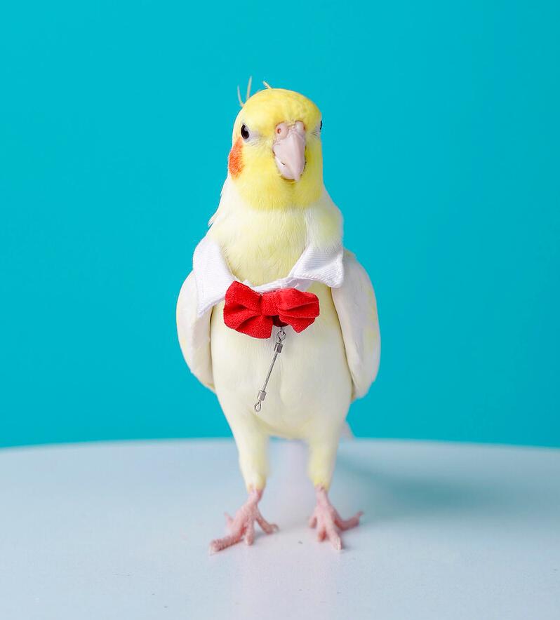 玄凤鹦鹉中国最大的鹦鹉,玄凤鹦鹉有哪些稀有品种