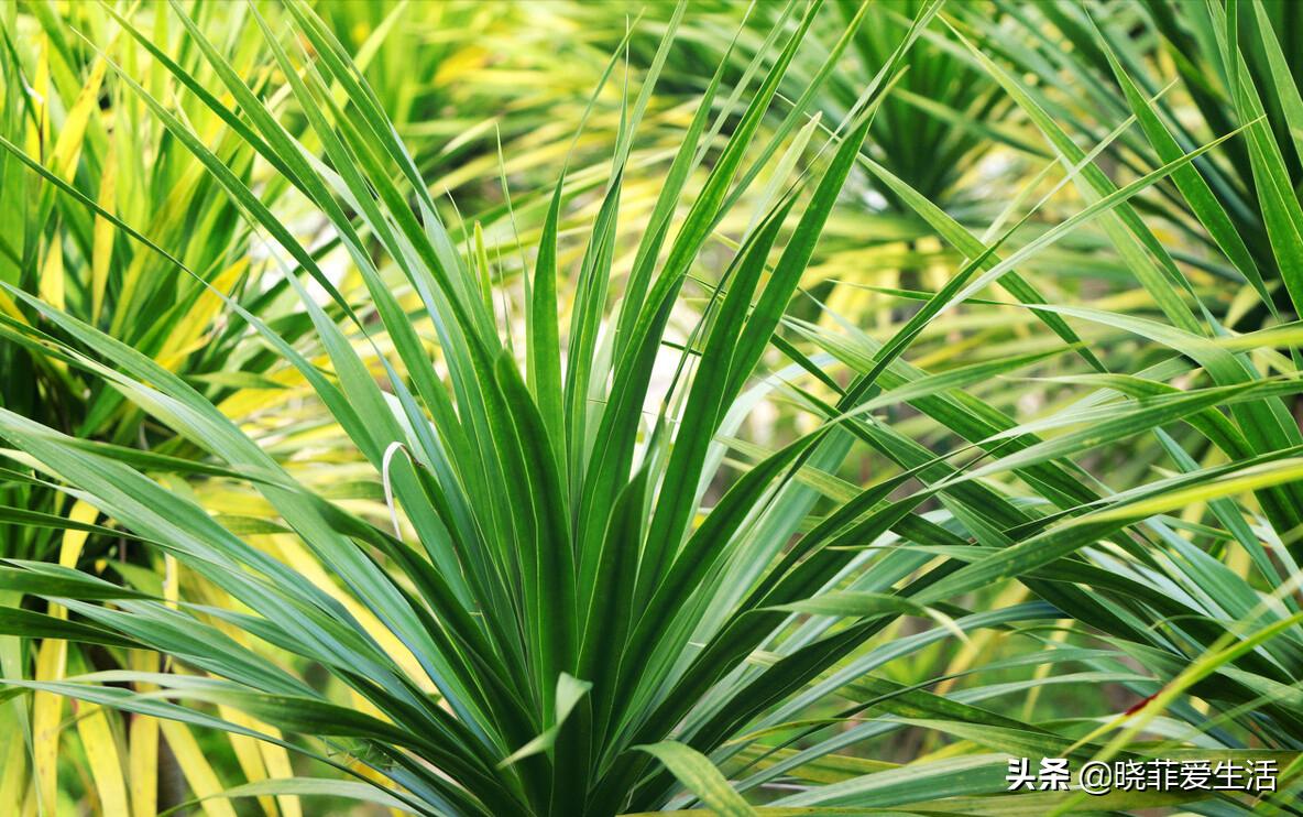 20种毒花很多人养了却不知有毒,可以家养好看的毒花