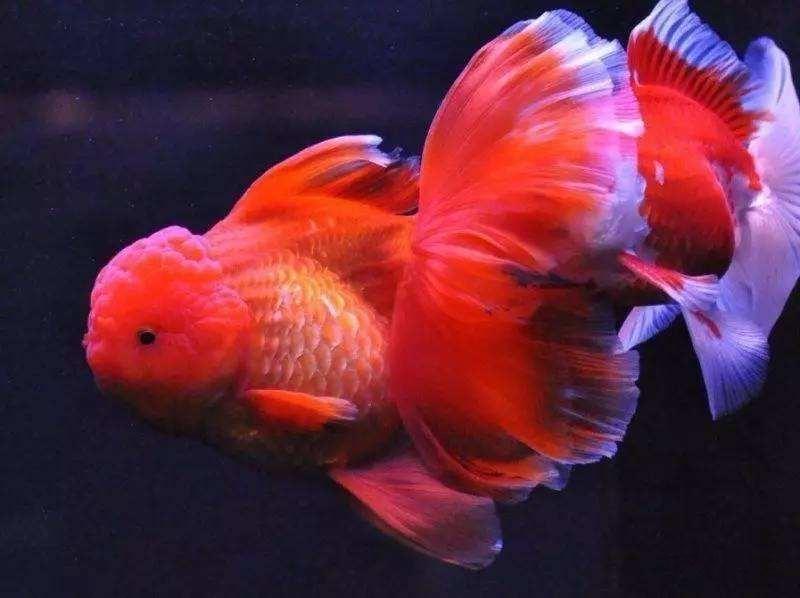 狮子头金鱼头朝下怎么办,狮子头金鱼头有点发黑怎么办