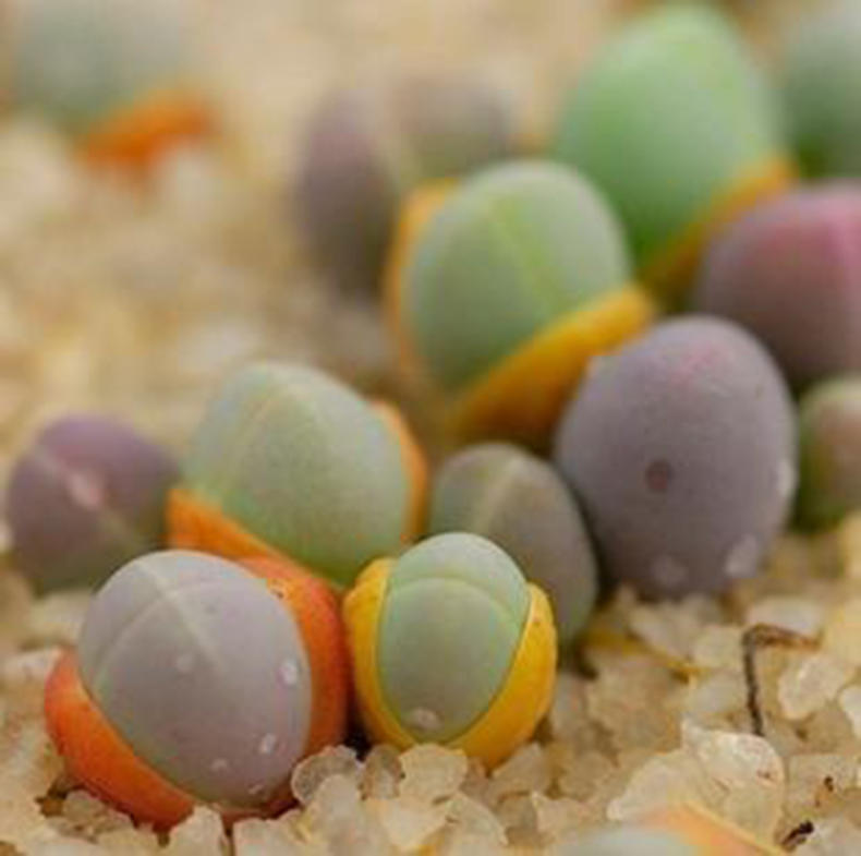 生石花烂根怎么办,生石花烂根了怎么办