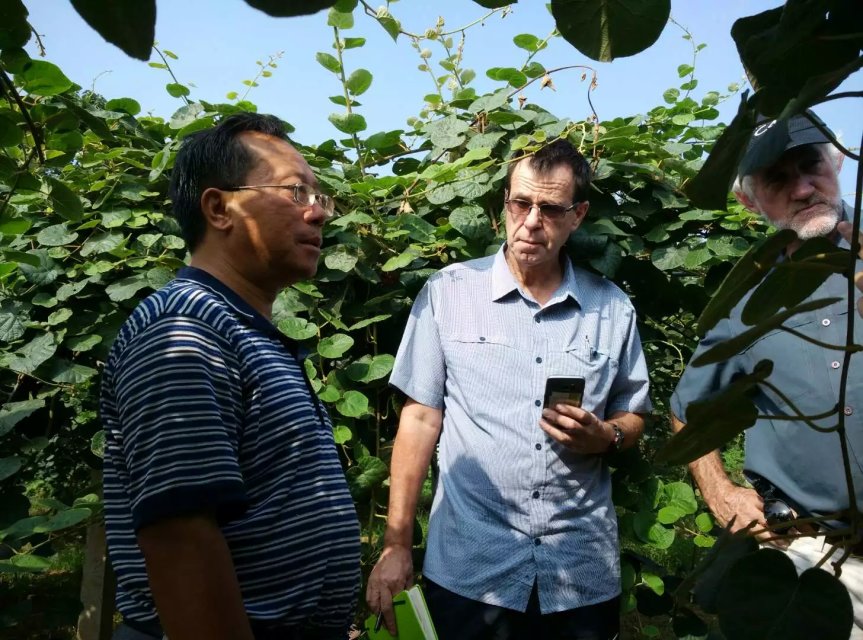 每斤15元还供不应求，这个家庭农场的猕猴桃为何如此“俏”？