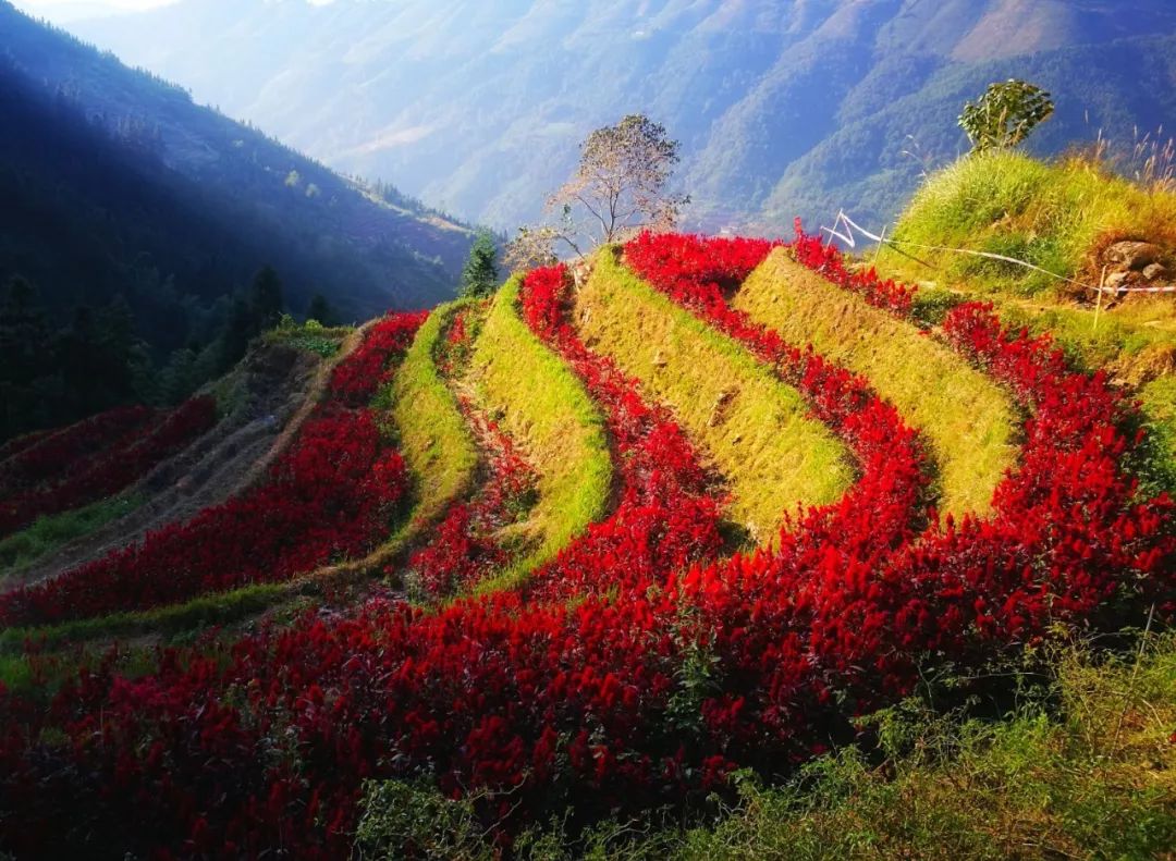 广西旅游景区向全国医护人员免费,疫情医护人员景区免费