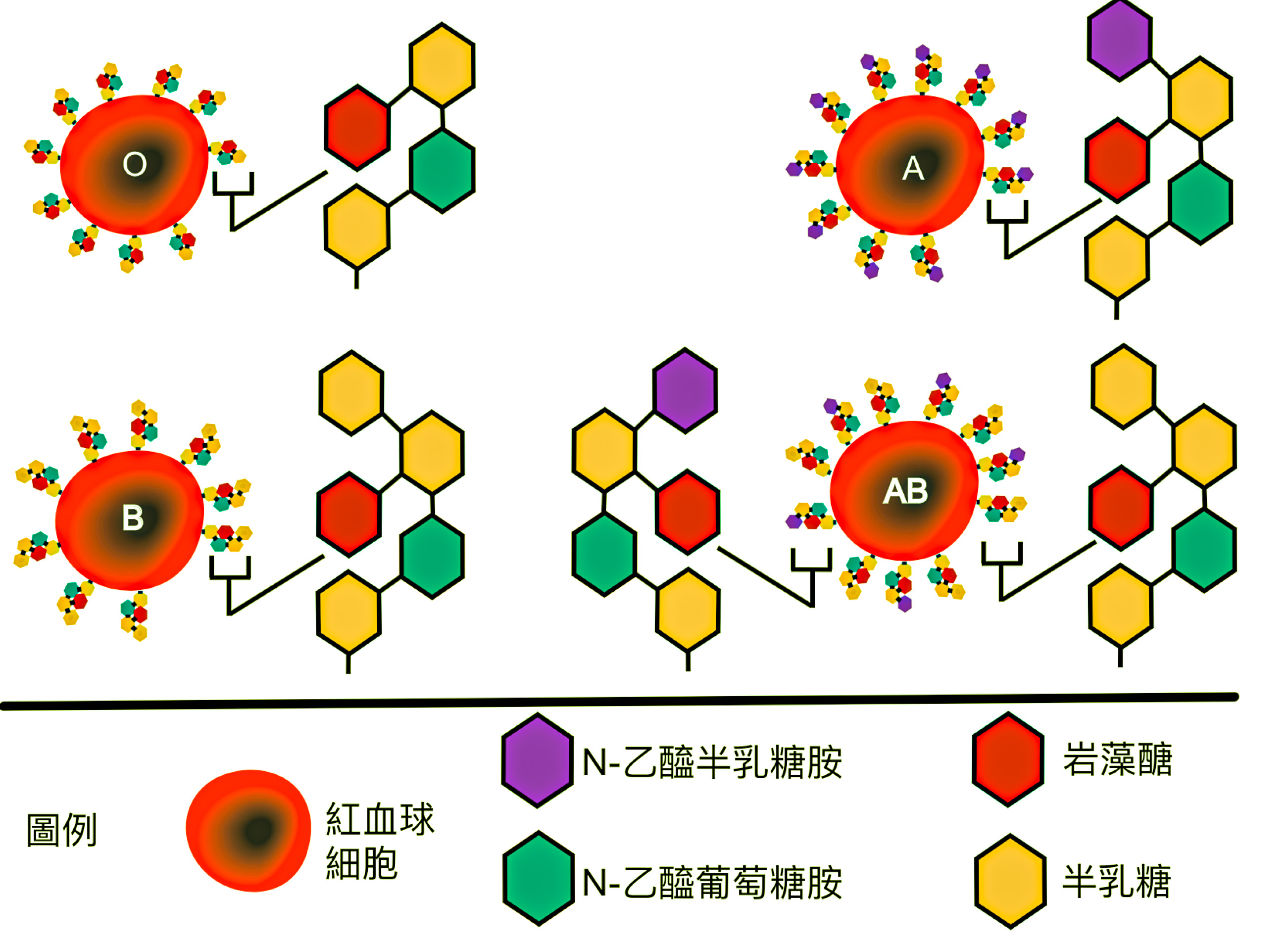 为什么输血需要配型,熊猫血配型成功