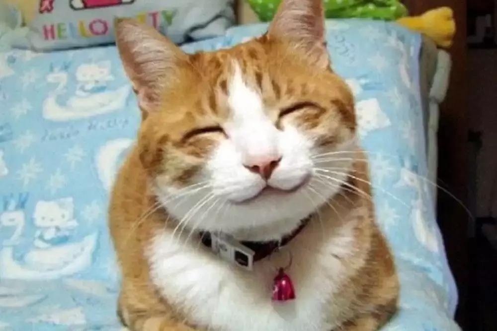 想让猫喜欢你怎么办,想让猫咪粘着我