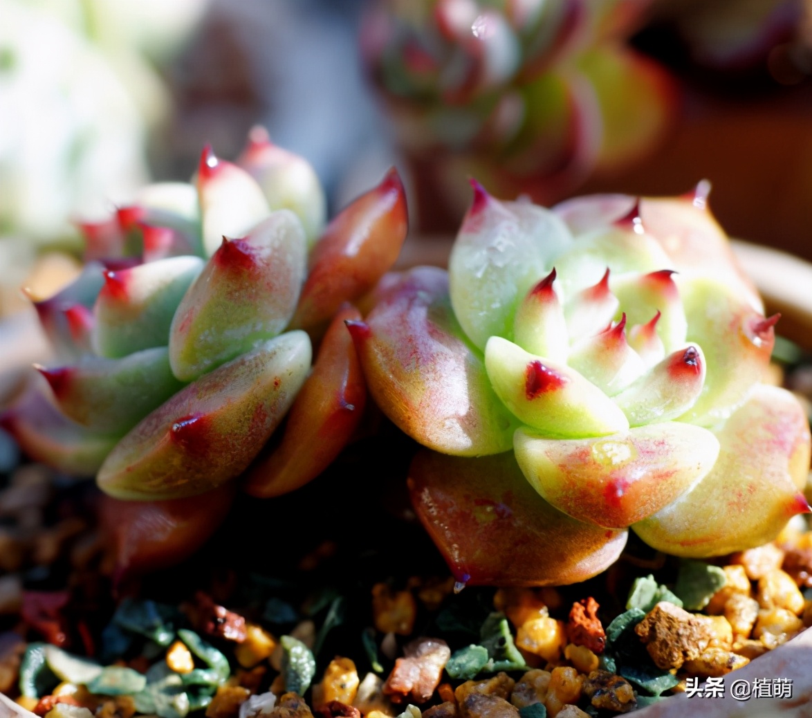 多肉吉娃娃单头多头哪个好看,多肉吉娃娃只有头没有根该怎么养