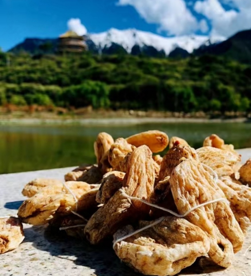 中国最好的野生天麻产地,西藏波密县哪家天麻基地最大
