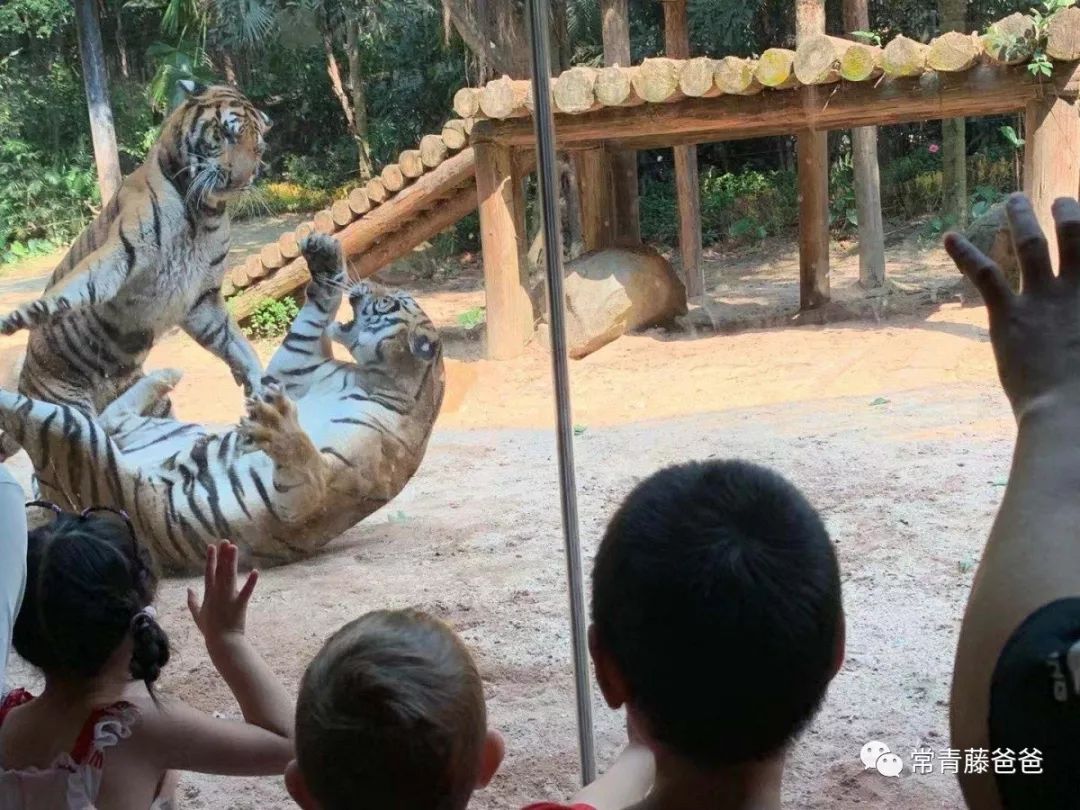 广州长隆攻略两天一夜住哪个酒店,去珠海长隆前一天下午游玩攻略