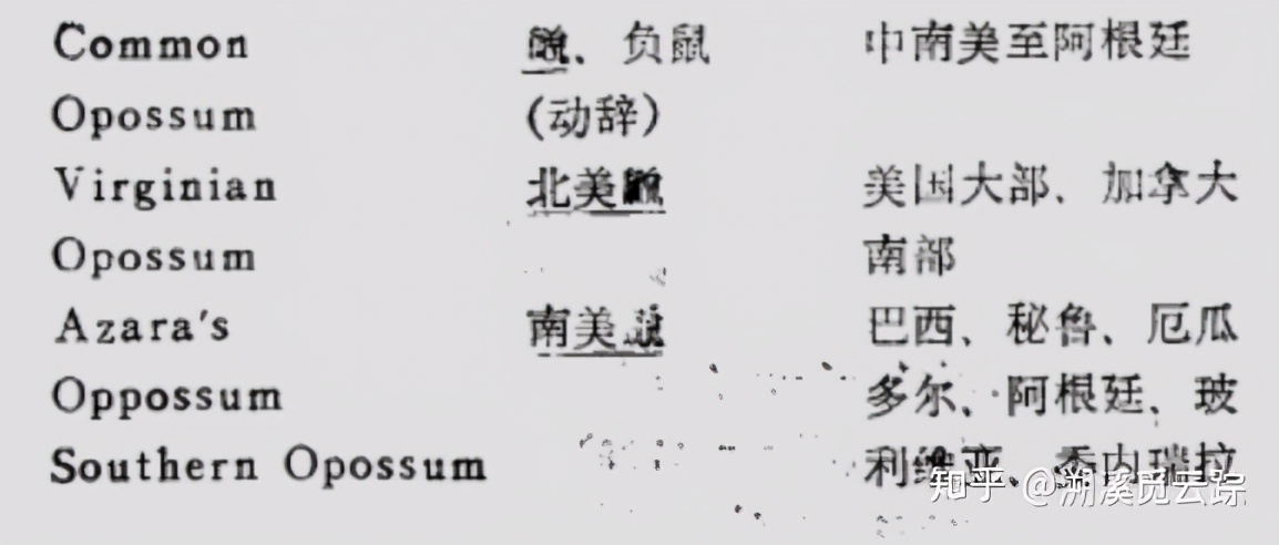 有哪些容易被认错的动物,容易被欺负的动物有哪些