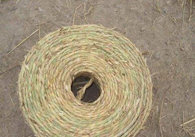 白蜡树怎样种植成活率高,白蜡树的全冠和半冠区别