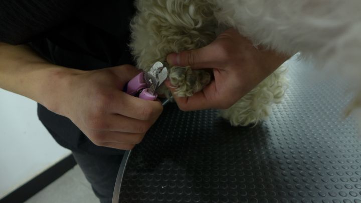 轻奢风格宠物店图片,温馨明亮的宠物店风格