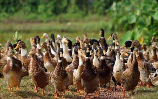 蛋鸭夜间管理,蛋鸭高产管理视频