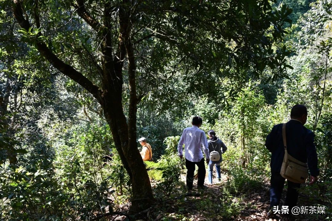 南糯山拔玛寨茶的特点,南糯山拔玛茶介绍