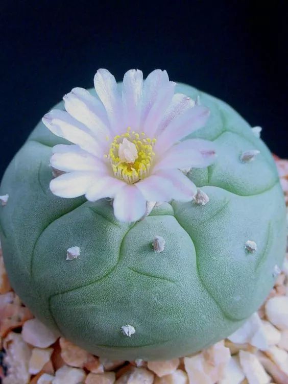 世界上最稀有最名贵的花,世界上最漂亮名贵的花