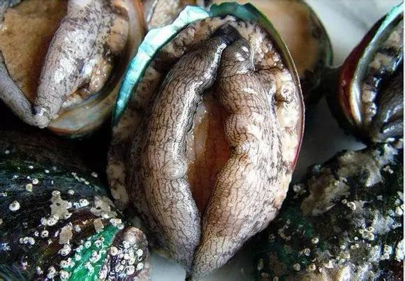 开海特价海鲜,开海的海鲜视频