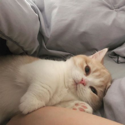 这只乳白英短，在摄影师主子镜头前，竟然活成了贵妃相，美翻了