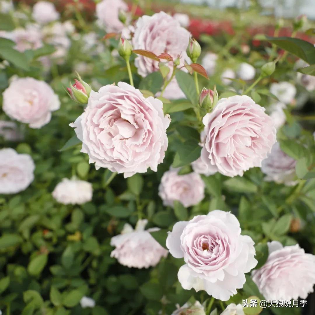 人家最美四月天，天狼自育终于打折了！15个品种供你宠信。