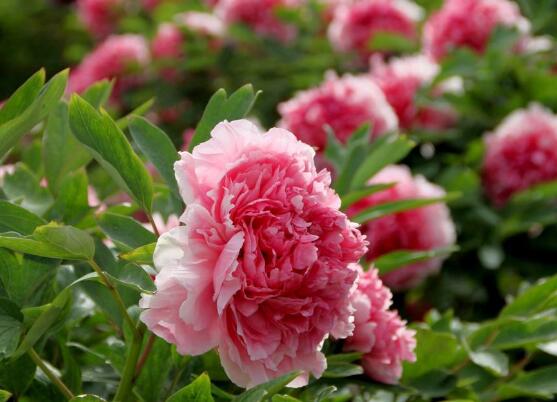 牡丹花烂根怎么补救,牡丹花烂根怎么解决