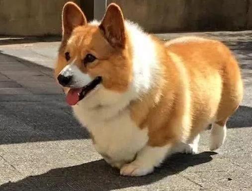 柯基46斤减肥,怎么训练柯基游泳减肥