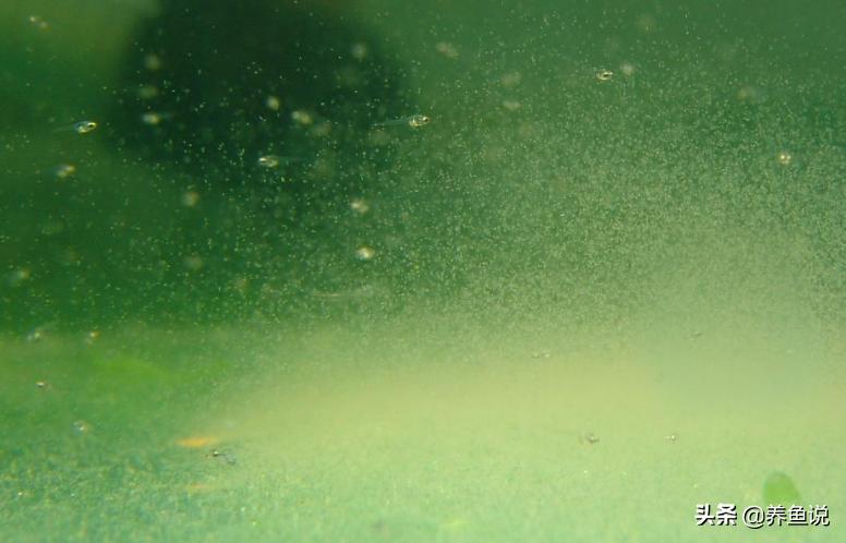 观赏鱼苗成长高级饲料，喂鱼苗吃这3样食物，养不好都难