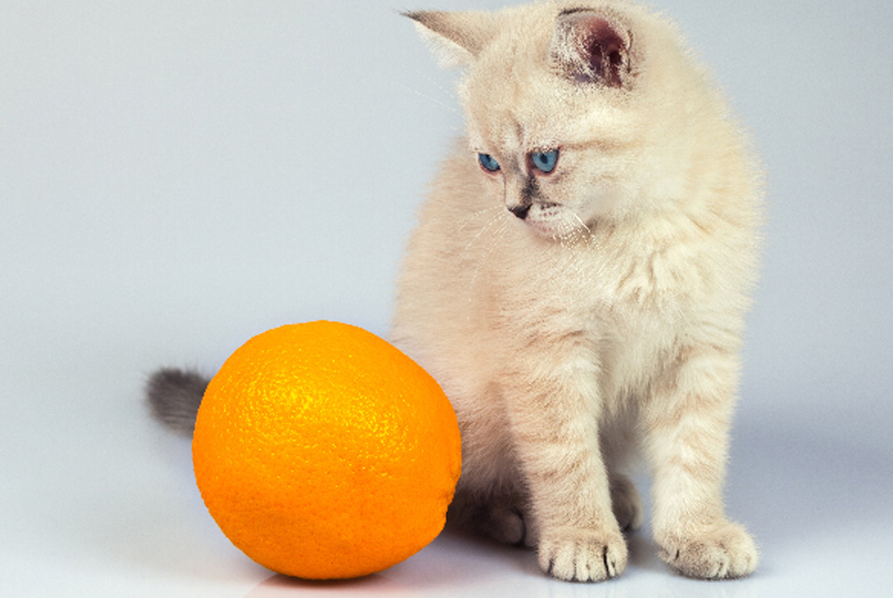 猫咪为什么不能吃橘子皮,猫吃了一点橘子皮怎么处理