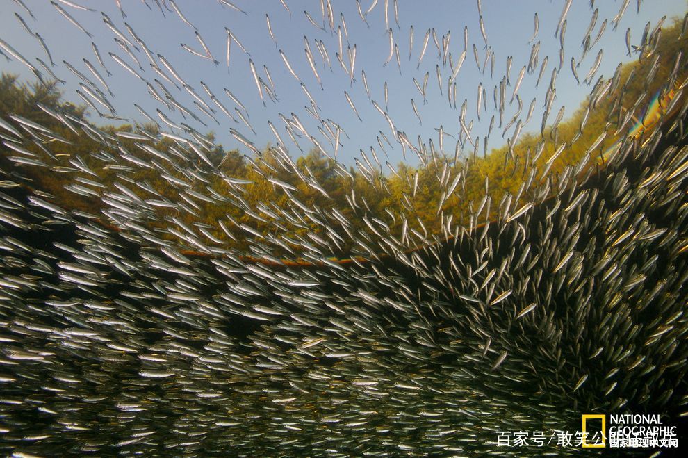 青鱼和海里的青鱼有什么不同,北方说的青鱼是什么鱼