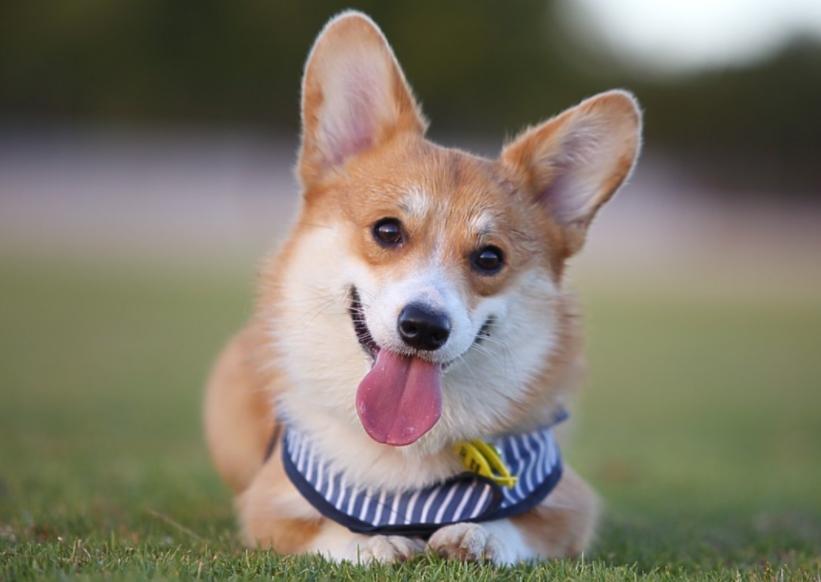 狗狗没了一只眼睛,狗狗只有一个睾丸正常吗