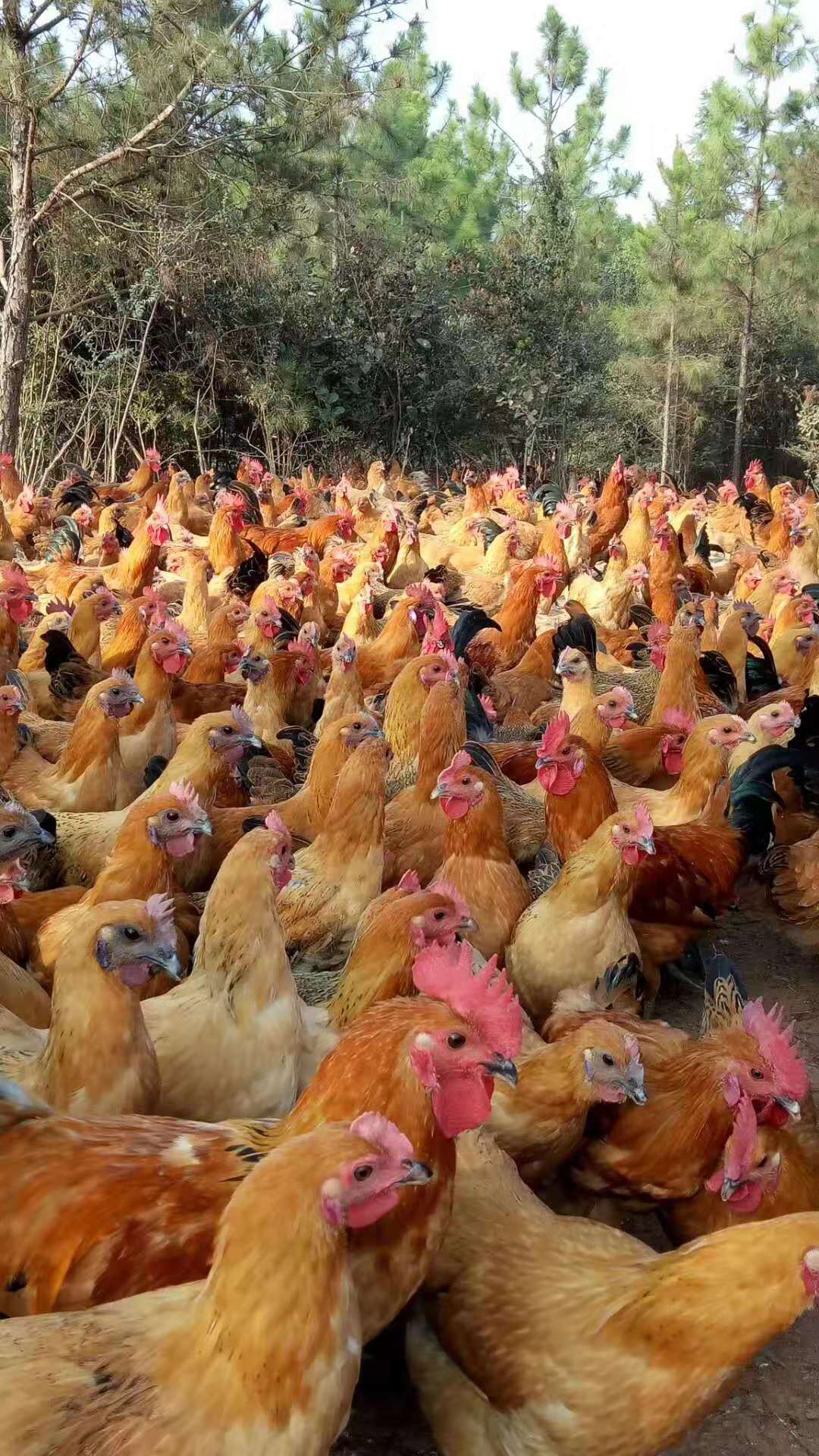 鸡瘦不长肉怎么办,鸡产蛋率低怎么解决