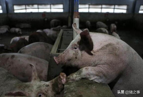 天气降温猪食欲不佳,天气热了猪群不活跃了