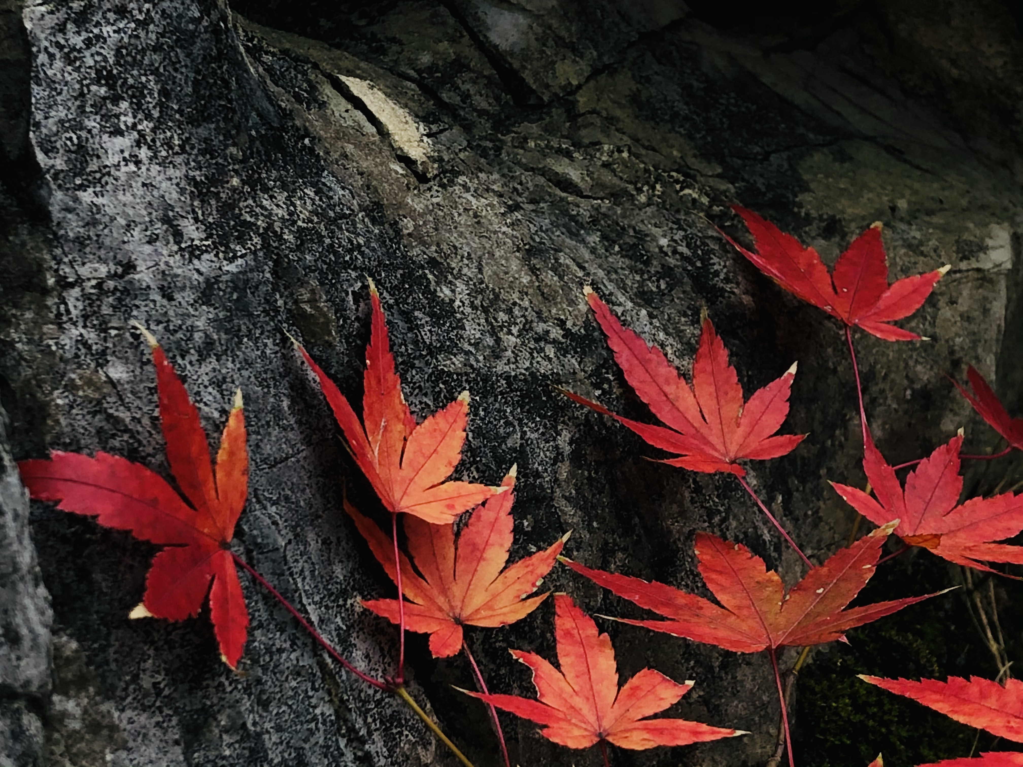 柳州的柳侯公园景色,柳州的秋天美景