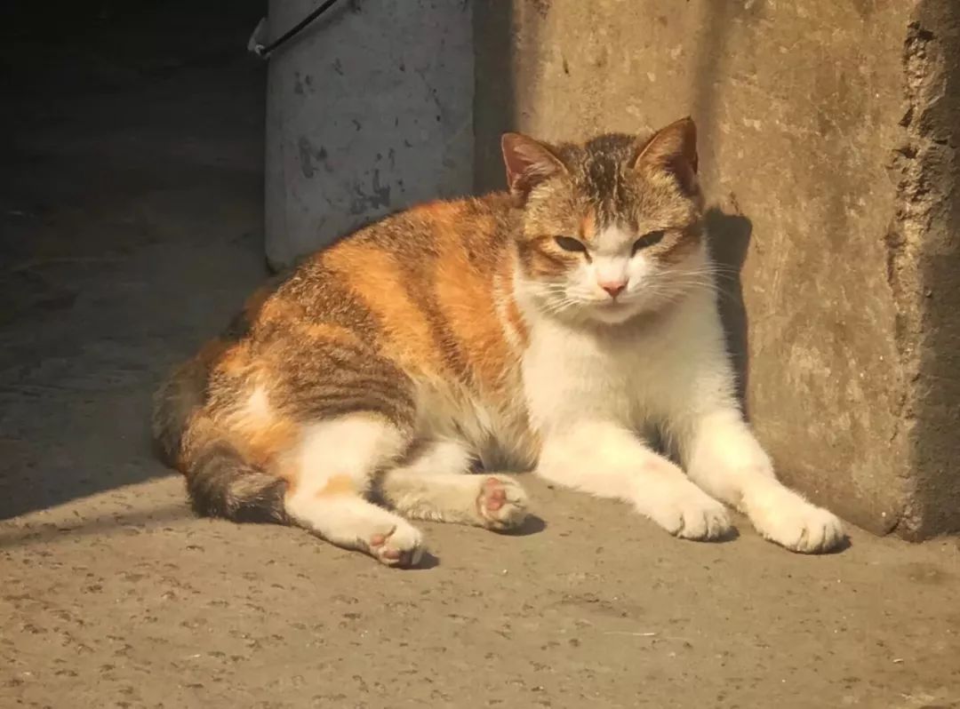 汕头5天旅行怎么吃,汕头两天一夜美食游攻略