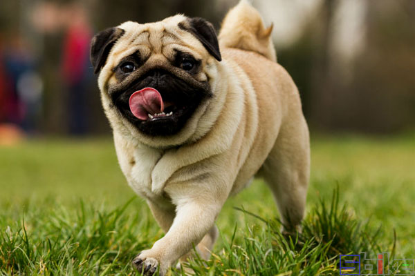 巴哥犬爱干净,巴哥犬的眼睛怎么保养