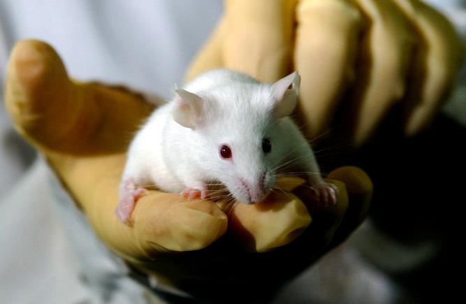 日本真实的胚胎实验,日本研究人畜胚胎新闻