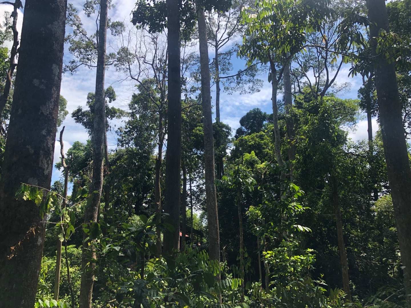 婆罗洲丛林危险,夜宿深山老林防野兽袭击