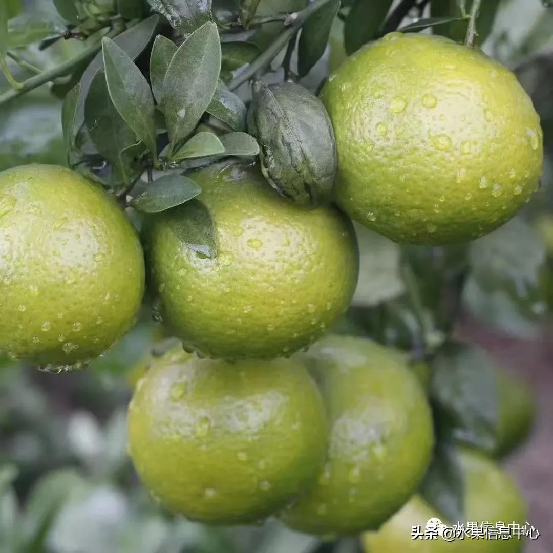 我国柑橘产区分布,柑橘产地行情