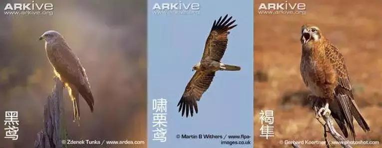 难灭的澳洲山火：桉树“点火”，猛禽“助燃”