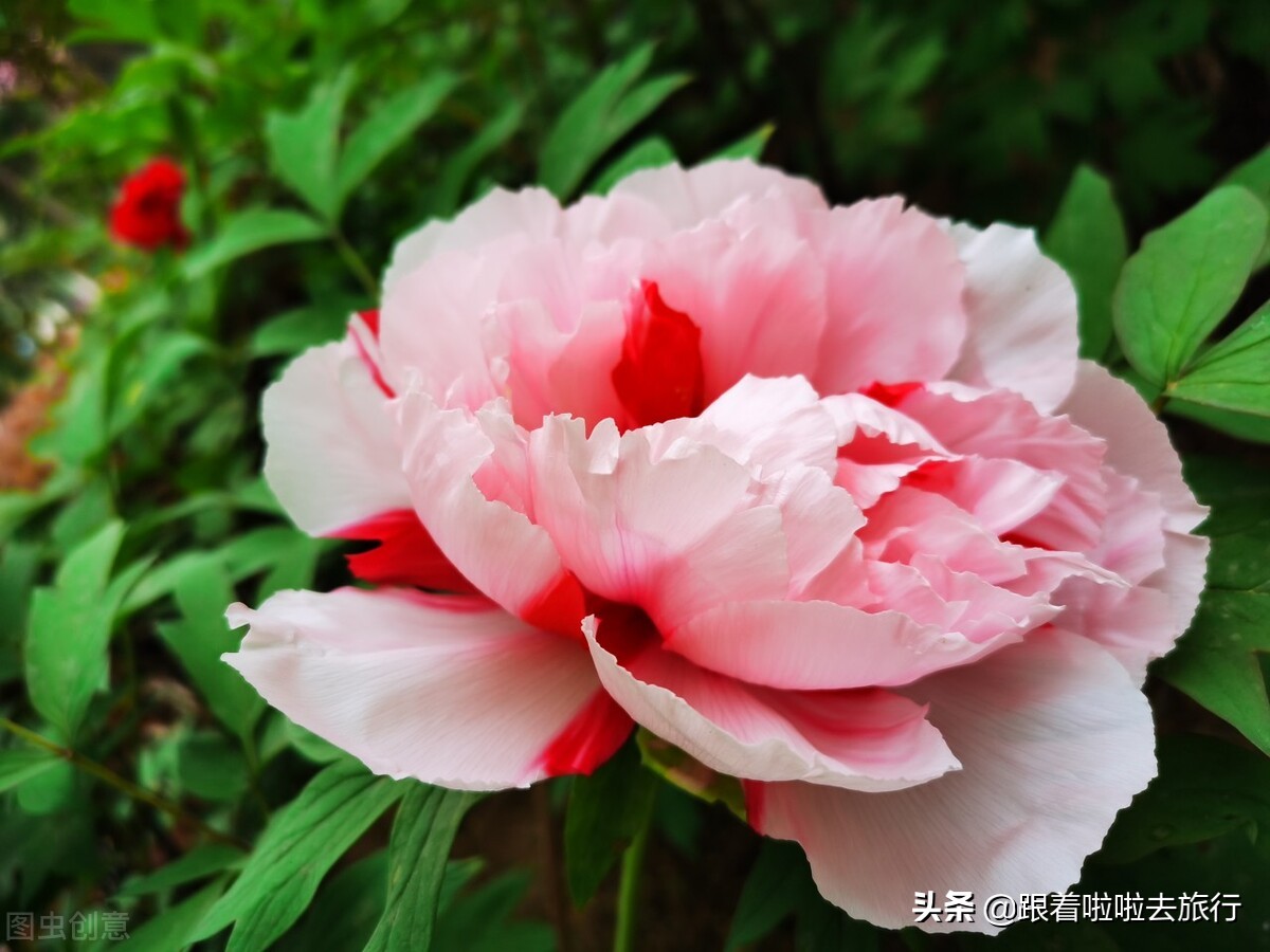 国色天香洛阳牡丹基地,牡丹国色天香品种介绍