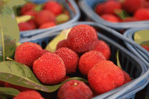 杨梅每一个大概有多少虫子,每颗杨梅都是精挑细选