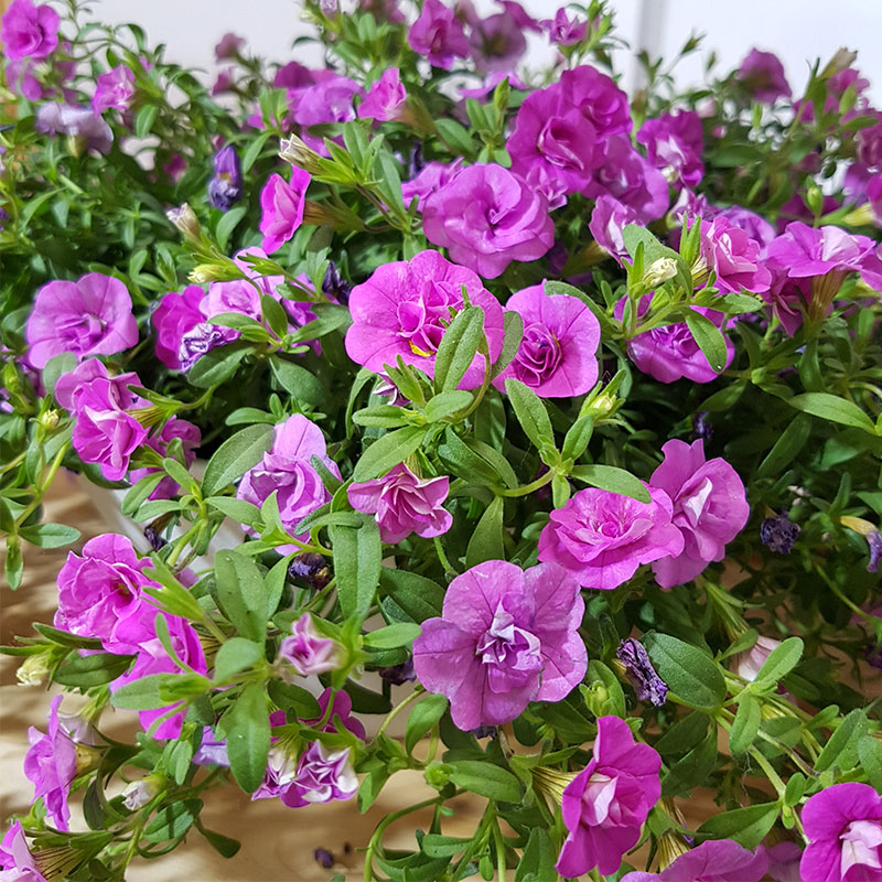 百万小铃花期怎么养护,百万小铃度夏养护方法