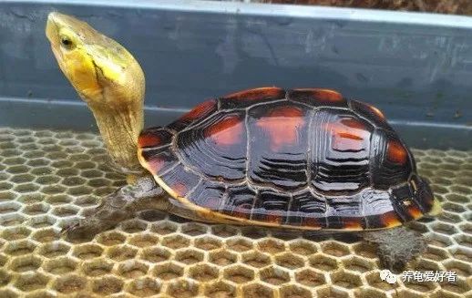 十个经验小法则让你养龟更轻松,养龟技巧视频教程全集