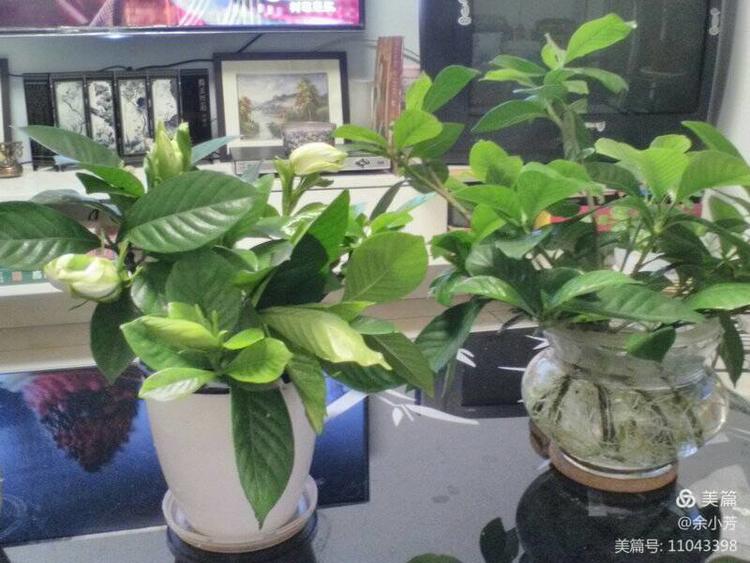 栀子花开歌曲歌词,栀子花开歌曲完整版