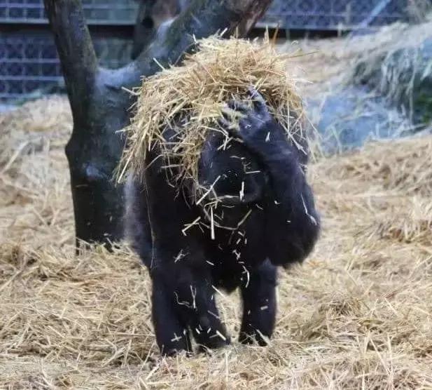 缅甸多地创下高温纪录,极端最高温度40度