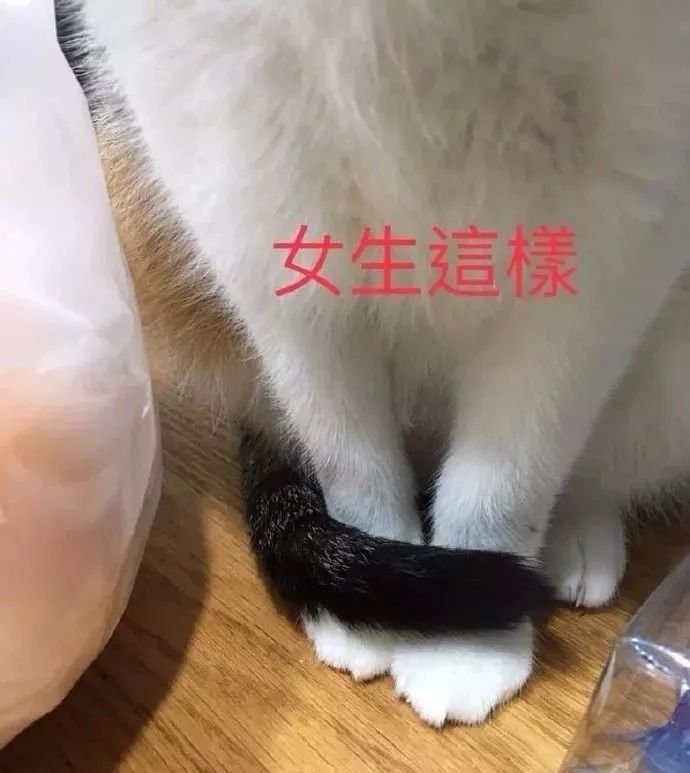 如何学会看猫咪的品相,成年猫咪如何看公母