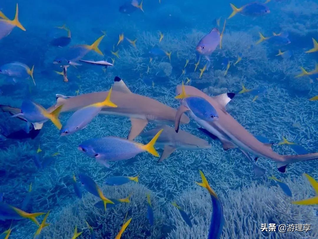 国外哪个海岛旅游可以海钓,度假海岛海钓刺激