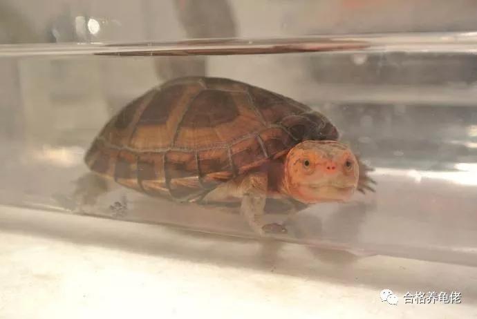 所谓的深水龟能下多深,养石金钱龟水位要多深