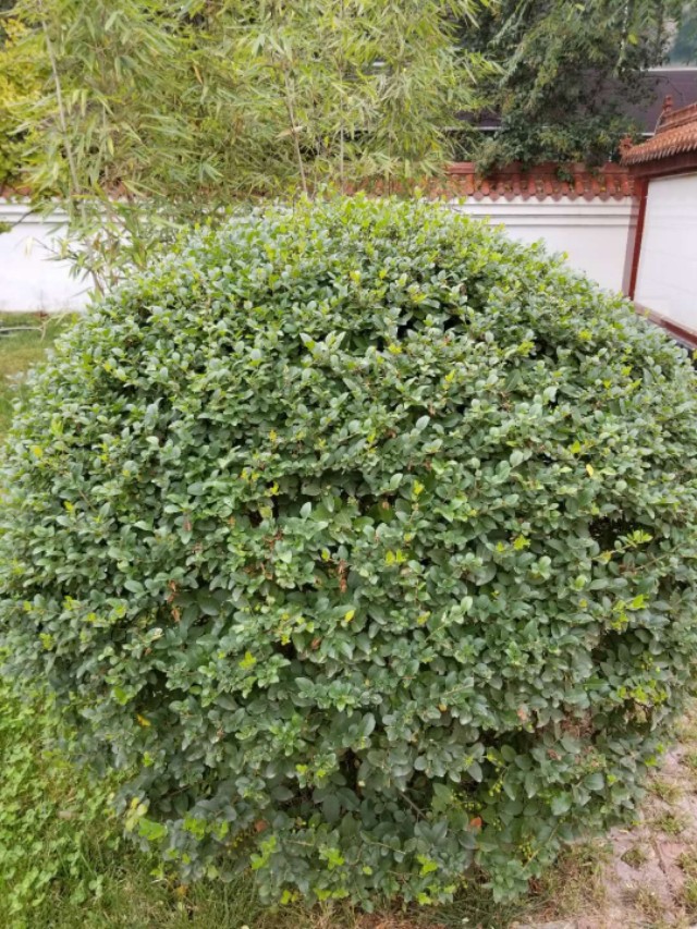 植物树球造型图片,园林灌木树球