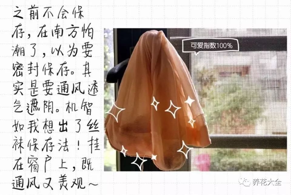 风信子开完花剪掉还会开吗,风信子开完花还可以活吗